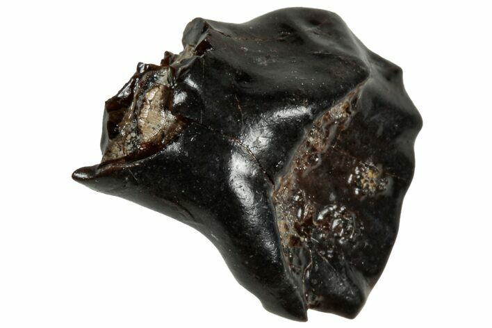Fossil Nodosaur Tooth - Judith River Formation #313278